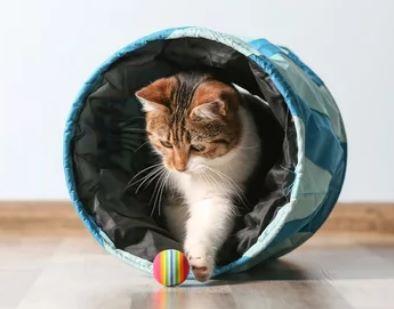 www.animauxlogis.fr | Un chat joue avec sa balle