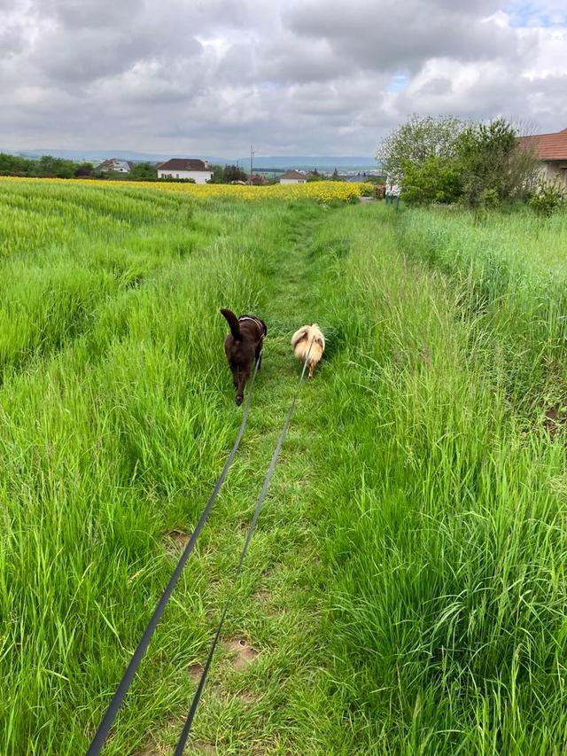 www.animauxlogis.fr | deux chiens en ballade