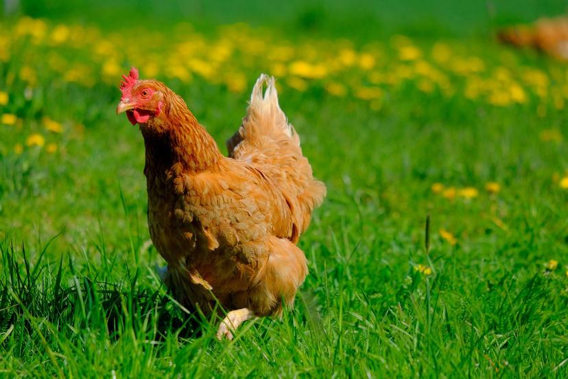www.animauxlogis.fr | Une poule